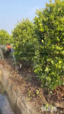 高度120厘米金森女贞