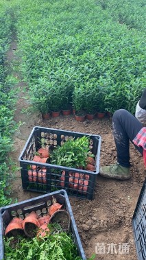 高度30厘米清香木小苗