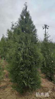 高度180厘米侧柏