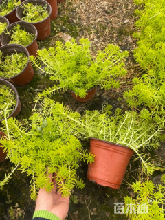 高度10厘米佛甲草