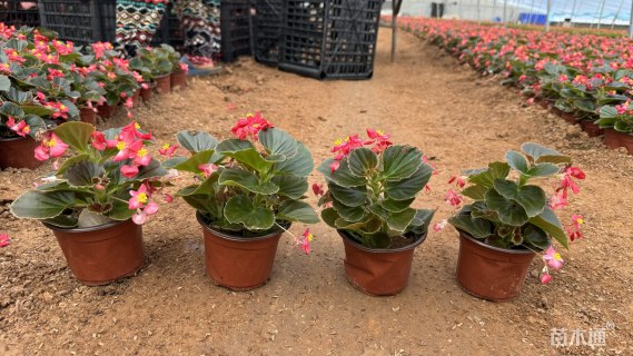 高度15厘米四季海棠