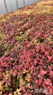 高度30厘米火焰南天竹