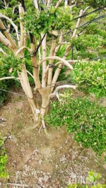 高度180厘米小叶黄杨