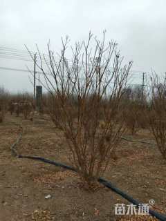 高度300厘米丛生紫薇