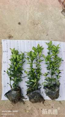 高度30厘米大叶黄杨