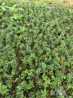 高度3厘米冬青小苗