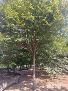 15公分榉树