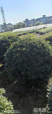 冠幅200厘米海桐球