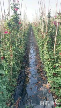 高度150厘米月季