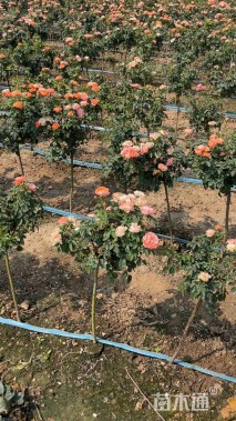 高度60厘米棒棒糖月季