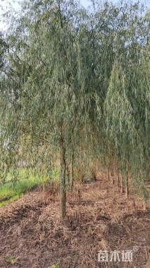 12公分垂柳