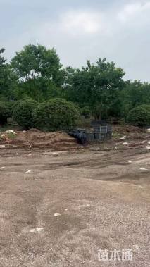 冠幅100厘米海桐球