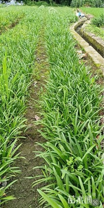 高度25厘米百子莲