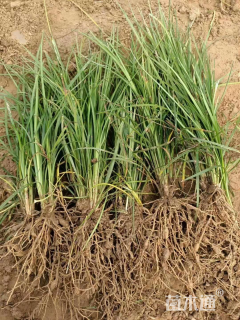 高度30厘米麦冬