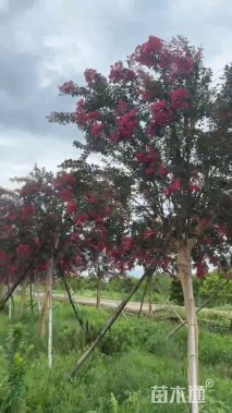 高度350厘米天鹅绒紫薇