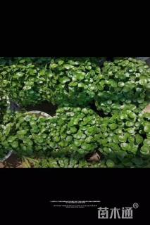 高度30厘米香菇草