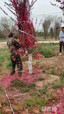 10公分红叶碧桃