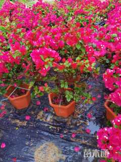 高度75厘米三角梅