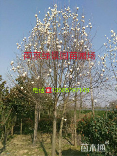白玉兰