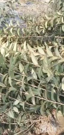 0.8公分(20杆)丛生女贞