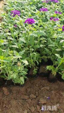 高度15厘米细叶美女樱