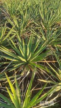 高度30厘米剑麻