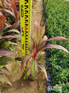 高度25厘米朱蕉