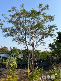 30公分(3杆)丛生朴树