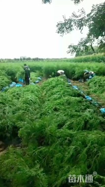 高度100厘米侧柏