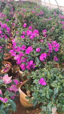 高度50厘米三角梅