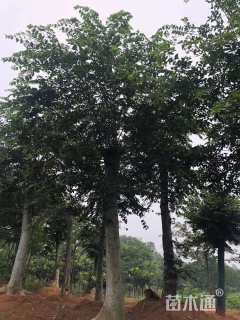 22公分朴树