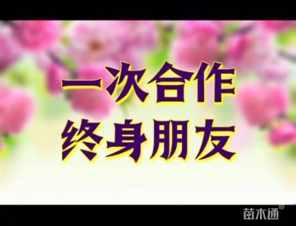 高度15厘米五星花