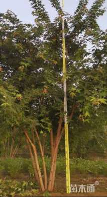 高度300厘米丛生五角枫