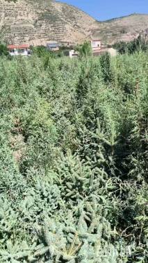 高度150厘米祁连圆柏