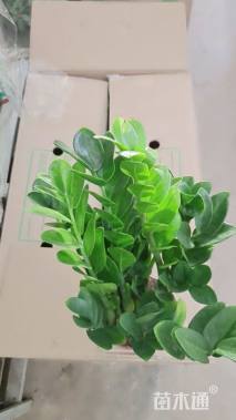 高度45厘米雪铁芋