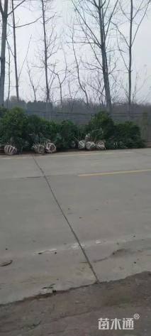 高度300厘米丛生桂花