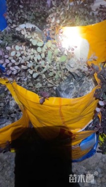 高度30厘米红花继木