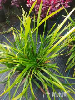 高度20厘米兰花三七草