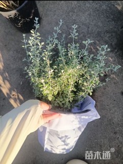 高度25厘米银叶仓鼠