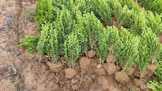 高度30厘米豆瓣黄杨