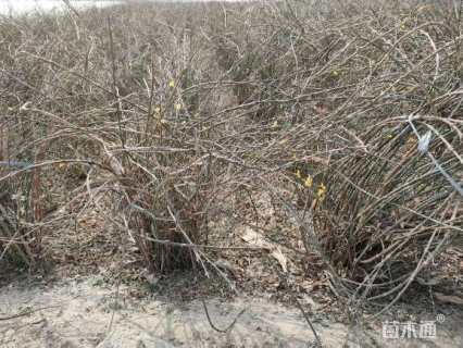 高度120厘米迎春花