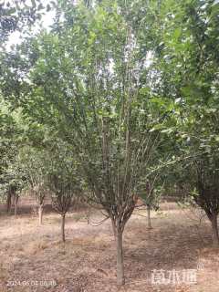 13公分西府海棠