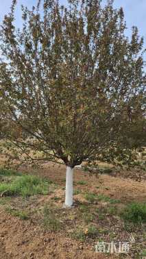 18公分绚丽海棠