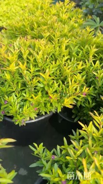 高度10厘米金叶满天星