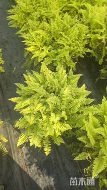 高度30厘米波斯顿蕨