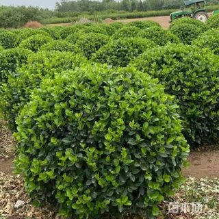 冠幅80厘米卫矛球