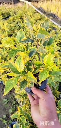 高度15厘米金叶连翘