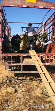 高度40厘米法国冬青