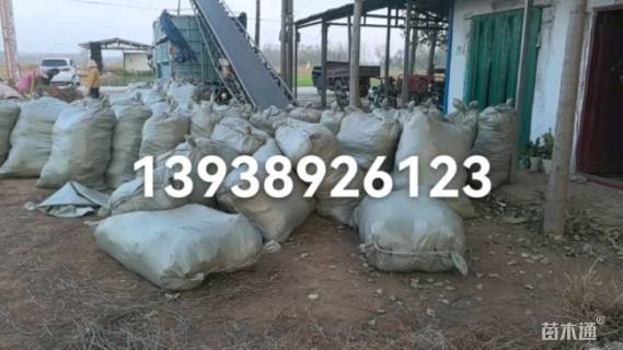 高度30厘米紫穗槐