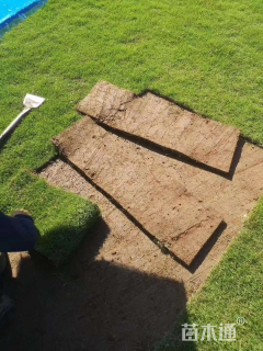 草卷状马尼拉草